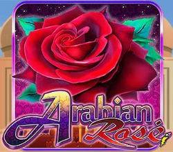 Arabian Rose ACG 250